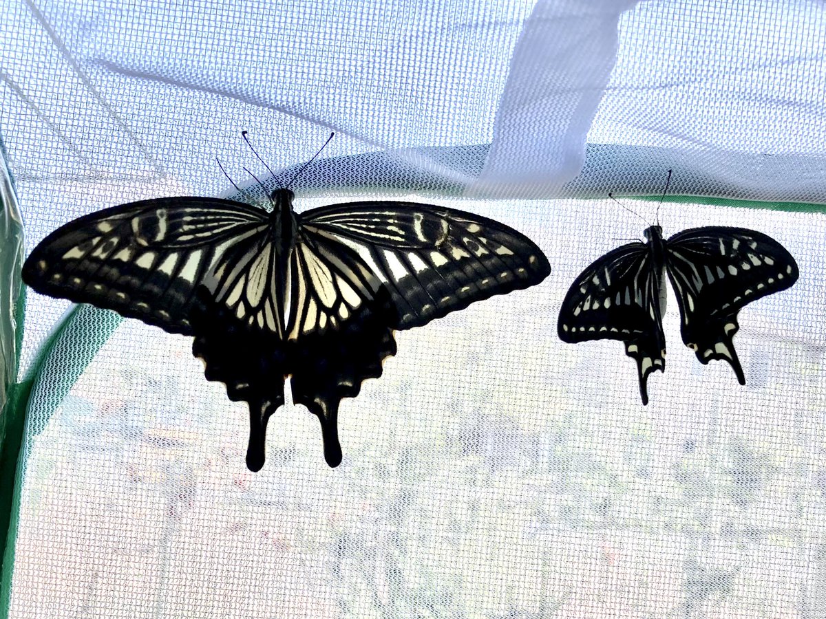Takako T 今日羽化した子たち こんなに大きさが違うんだよね 小さい方の子は長時間飛べないなもなぁ もう少し様子見 ナミアゲハ アゲハ蝶