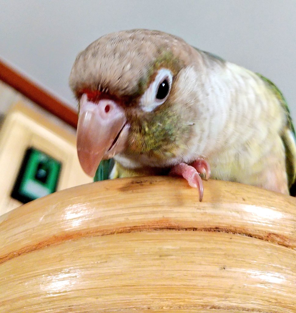 denshouji's tweet photo. ごめんなさい
鳥飼いとして一番してはならないロストしてしまいました。
空ちゃんを外に逃がしてしまいました。
放鳥中、玄関開けており閉めてる途中に逃がしてしまいました。
名前は空（くうちゃん）
ウロコインコ。ブルーパイナップル
探しています
くうちゃん、ごめんね https://t.co/6QeN4qNG6t