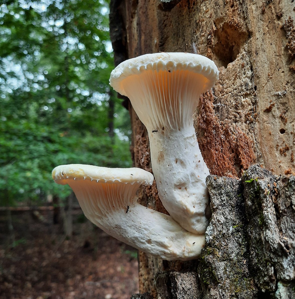 rambleramber1's tweet photo. My new phone's camera is #chefskiss 💋 #naturephotography #nature #amateurphotography #mushrooms https://t.co/XPHG9Q7D1U