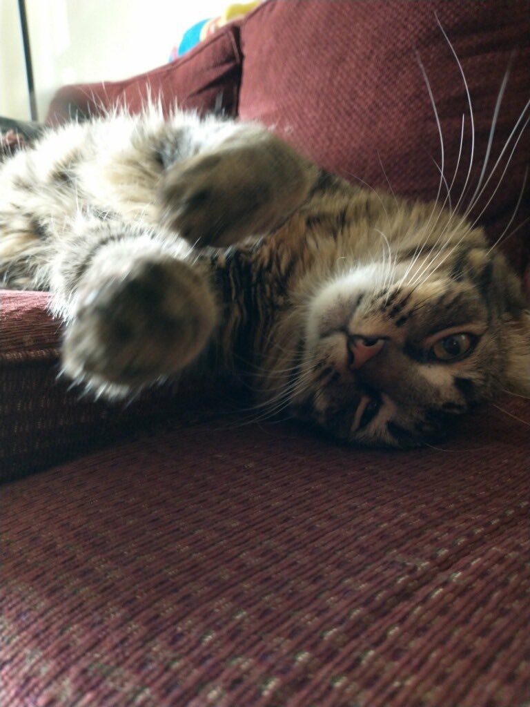 bug_butter's tweet photo. The calm before the storm... 

#CatsOfTwitter #kittens #stinky https://t.co/dCkkTLt5NL