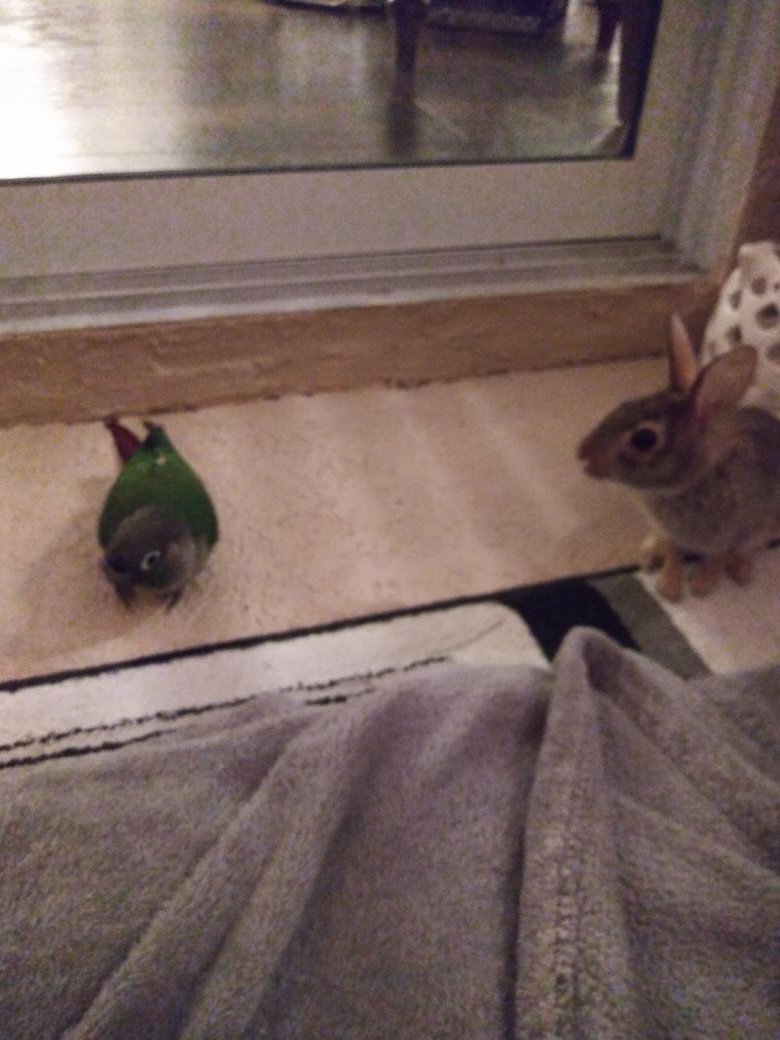 Catcher and Capuchino are VERY curious about each other.
#Rabbit #Bunny #EasternCottontail #GreenCheekConure #Wild #Bird #Pets