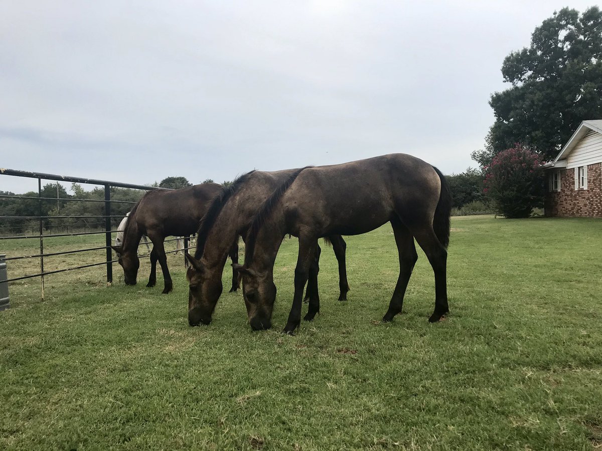 QPlitDezi's tweet photo. There is never a dull moment on the farm. #foallife https://t.co/CCXlfkghv1