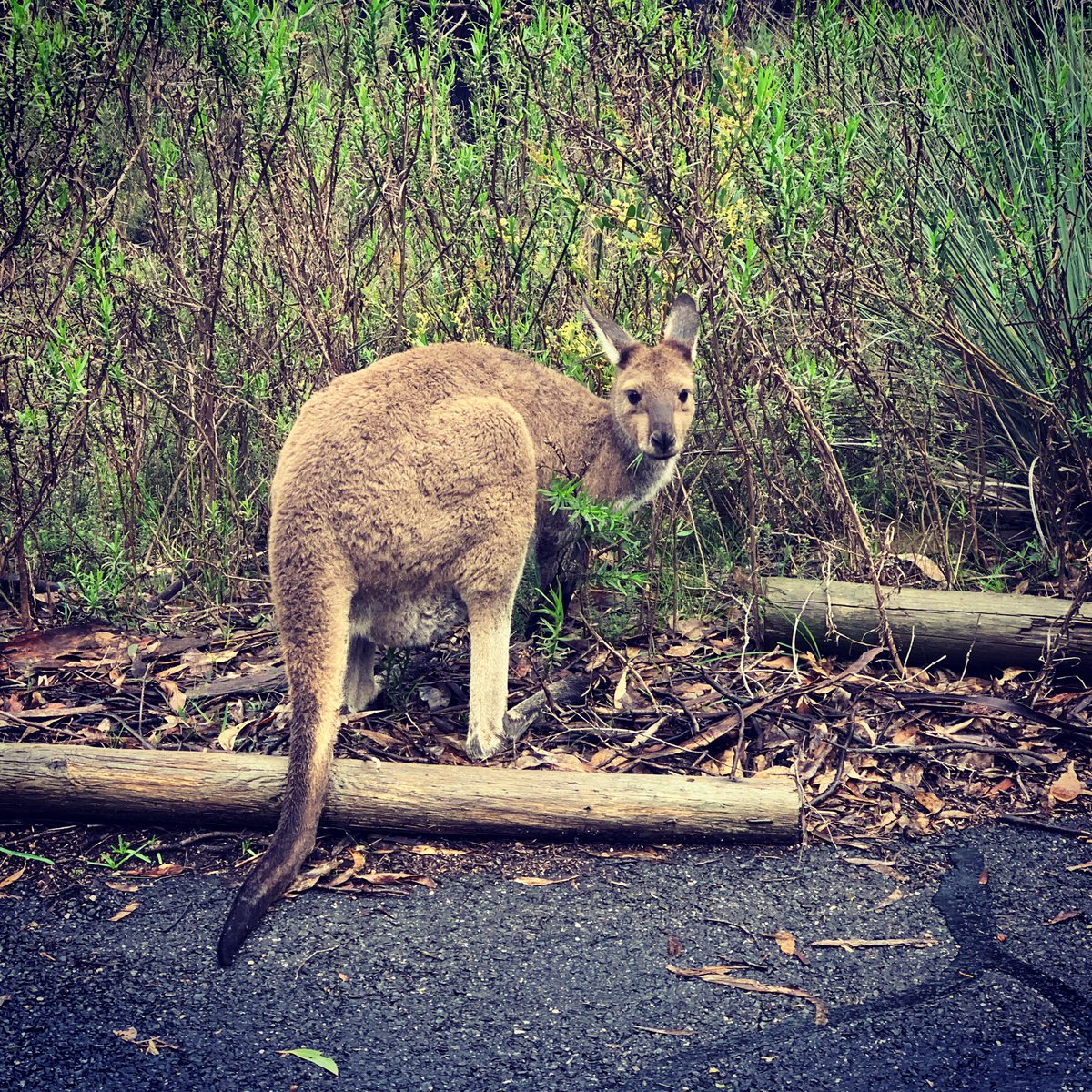 Daily Move. Even though it was cold and wet, the kangaroos were out moving. Have you moved today? #moveot #DailyMove #motivate