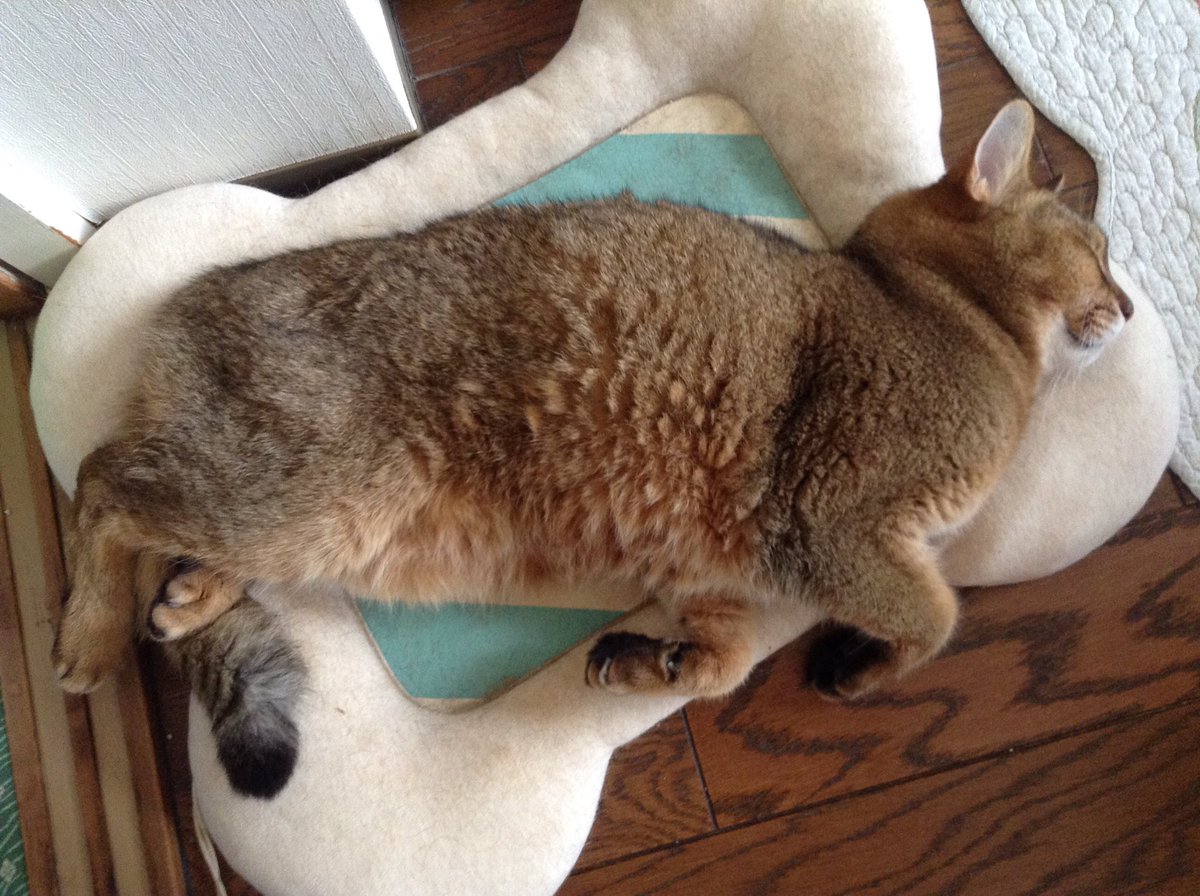 猫面白い 猫面白い