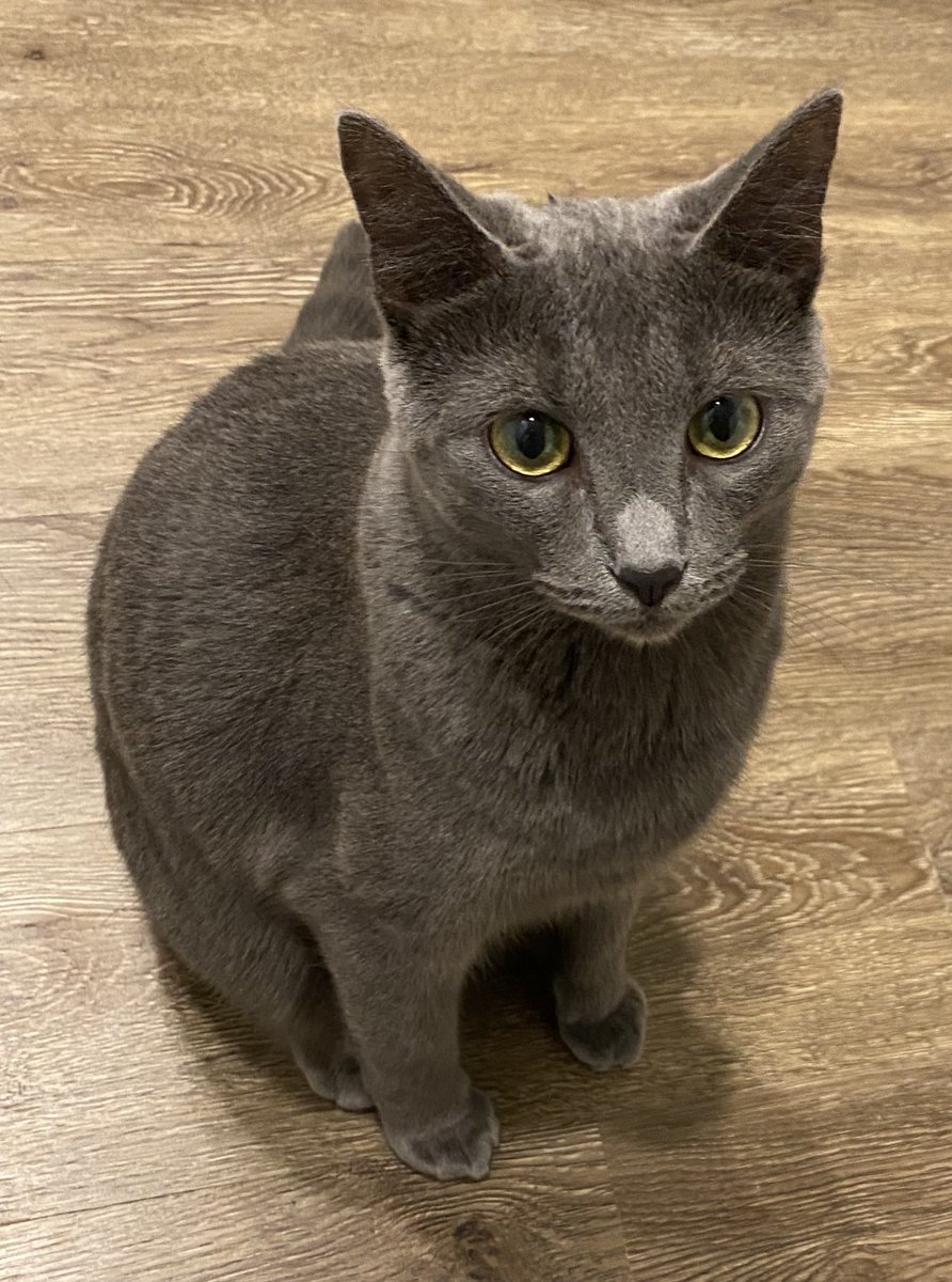 vroberts9's tweet photo. 8/22 #PurrChoirForLuis @MissytheB Misty is happy to share that Luis is doing fantastic and his open wound is healing very well. All his vitals are fine and he has no fever. #TuffcatLuis #HomeIn2020 🙏🏻🙏🏻 @BloomNight2 @GordonHarmony https://t.co/McitTMwMf2