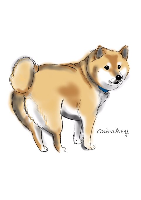 柴犬のイラストのtwitterイラスト検索結果