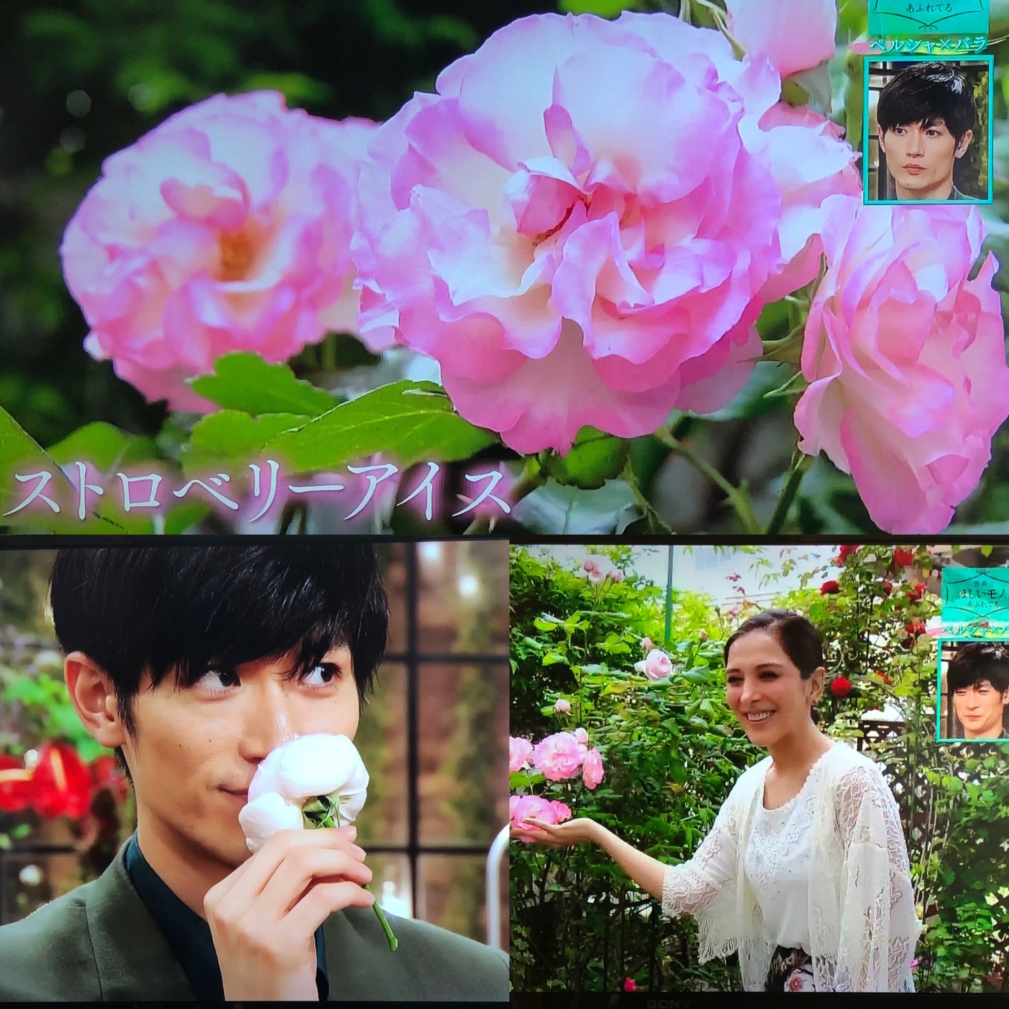 三浦春馬　公式ブロマイド　５点 三浦春馬 公式ブロマイド 5点 タレント・お笑い芸人