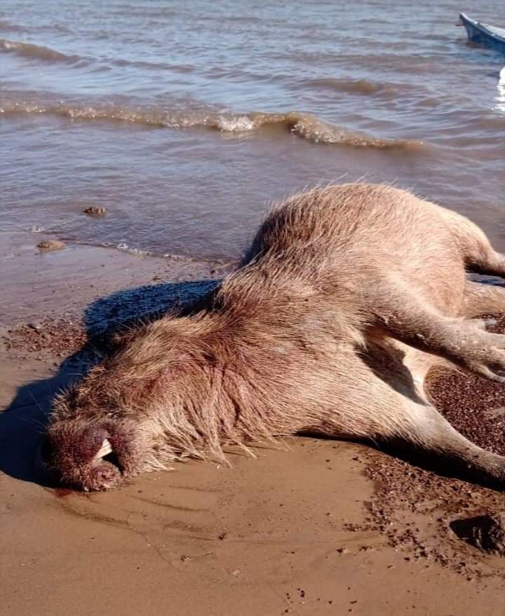 juanprebe's tweet photo. ¡ #LeyDeHumedalesYa !

La fauna de las islas de Entre Ríos, severamente afectada por los incendios intencionales

POR FAVOR, VIRALICEN ESTAS IMÁGENES!! https://t.co/QDm5dY5eB6