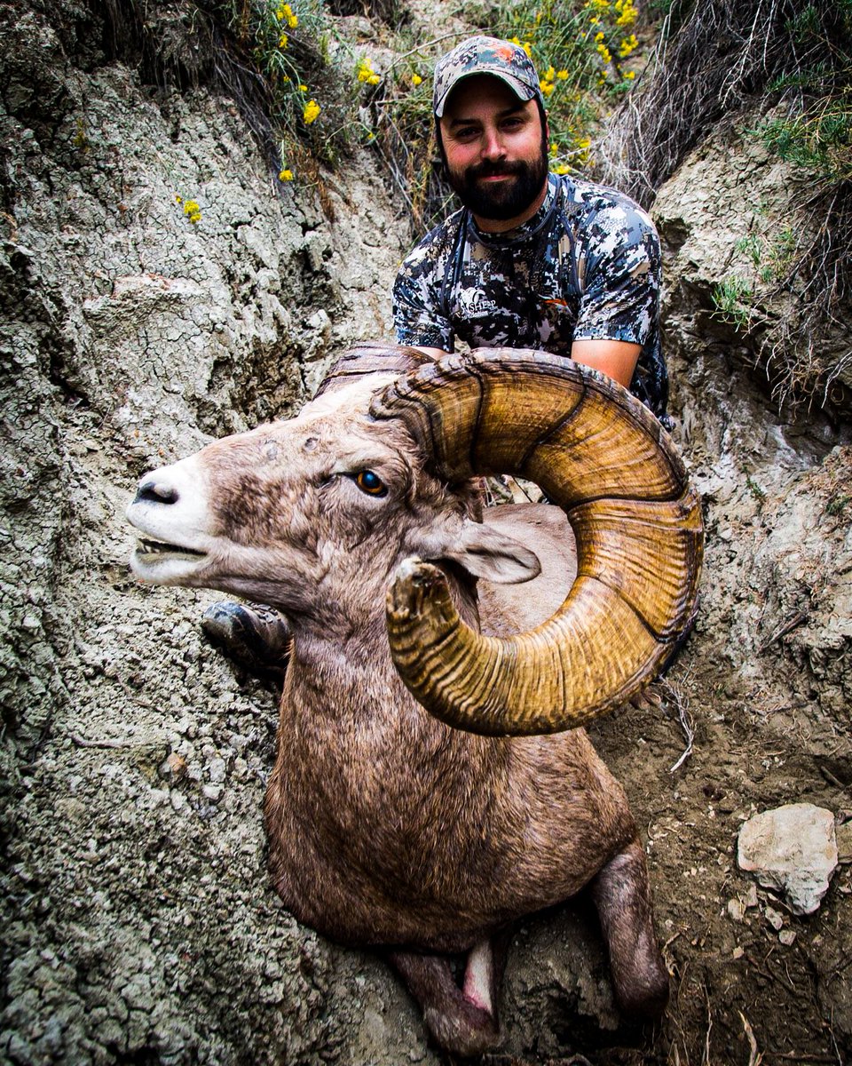 guidefitter's tweet image. Pro hunting guide, Blake Moore, of Montana Big Horn Outfitters with a solid 194 3/8&quot; ram he helped guide a client onto. Is bighorn sheep on your bucket list? What state(s) do you put in for?

#fullcurlfriday #guidefitter #weliveforthis