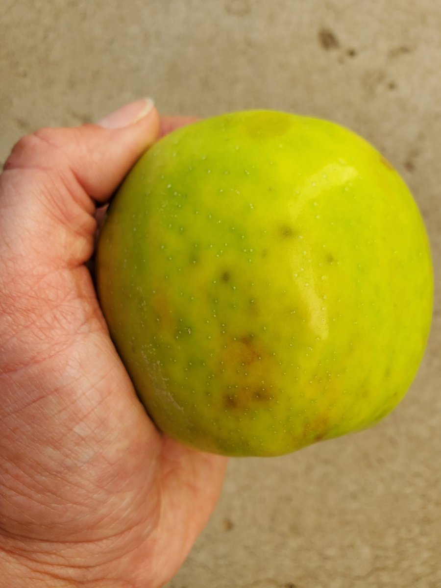 Bitter pit in #apples. Also caused by calcium deficiency. These 🍎 will be culled.