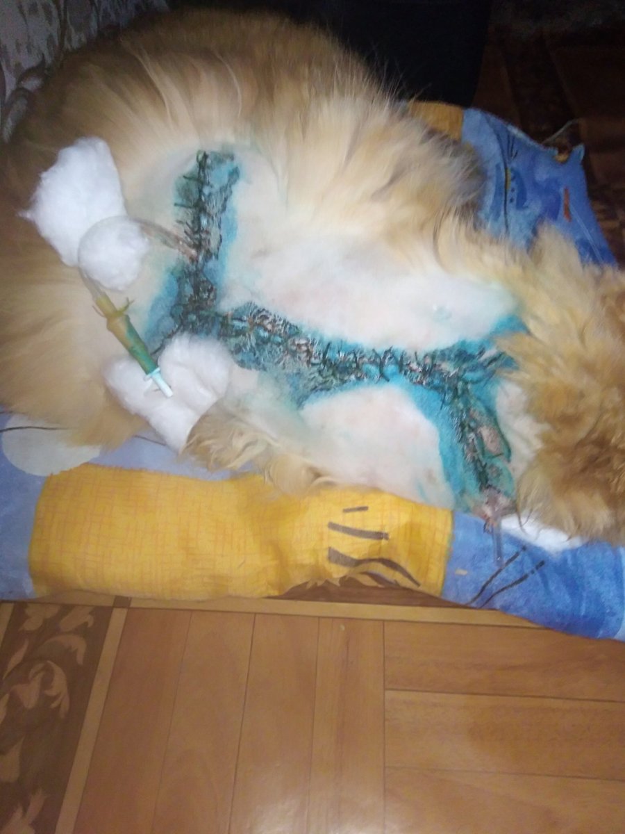 ПРОШУ МАКСИМАЛЬНЫЙ РТ ‼️
Коту удалили саркому, назначили химиотерапию, т.к. саркома была злокачественная и она может появиться снова. Операция стоила 12 к, я влезла в долги, на химию денег нет. 
Буду рада любой копейке, пожалуйста 🙏
4276 2200 1520 4145 Юлия Евгеньевна Ш