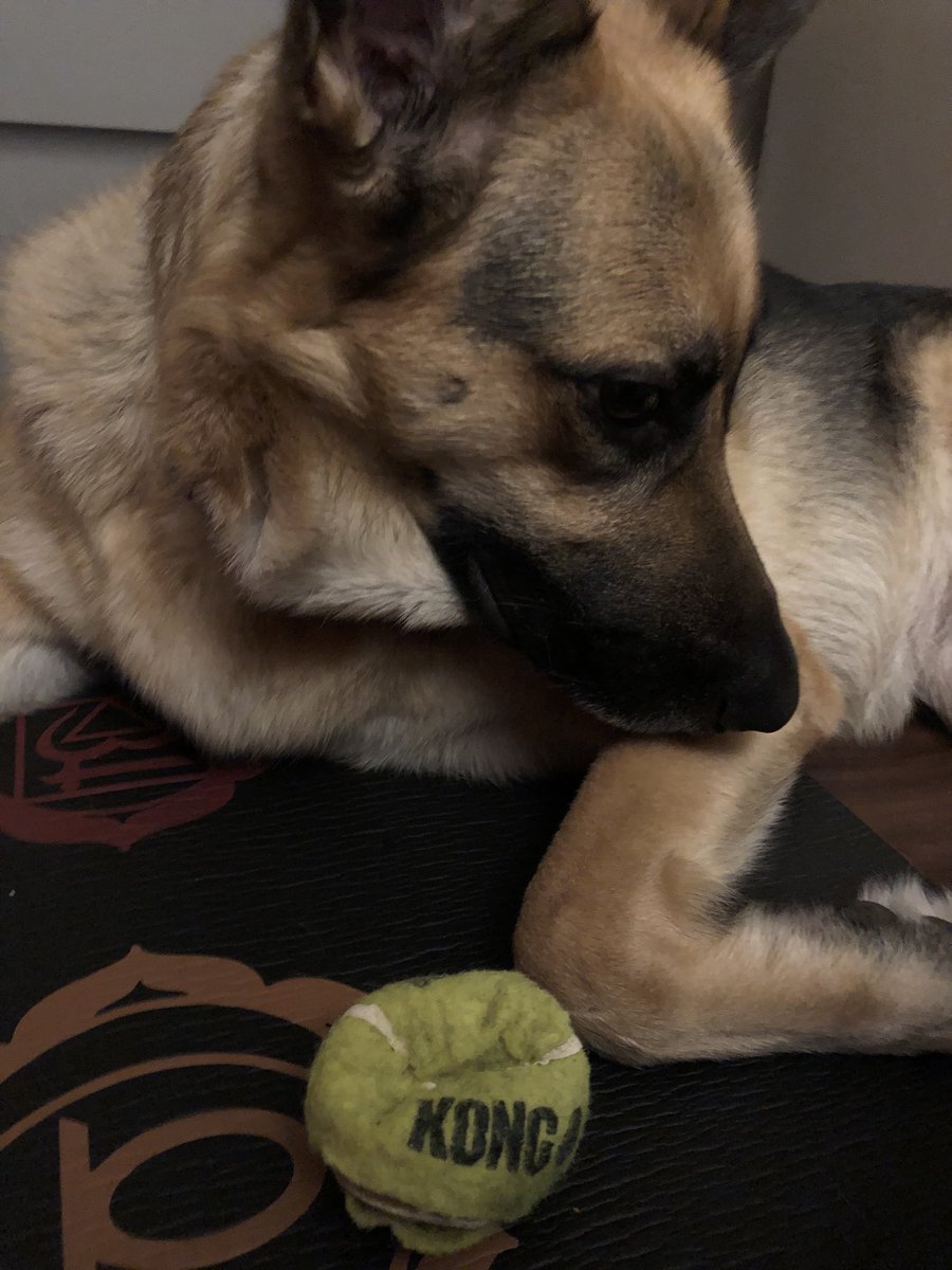 Wicked_Stream's tweet photo. When you try, and the blessing gets her nose on everything https://t.co/okkIOUJzSk