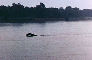 CryptidDaily's tweet image. 8/21: The Mokele-Mbembe is an Afirican legend of a small aquatic sauropod dinosaur that continues to live in current day, shown here is a famous sighting of the creature swimming in a lake.