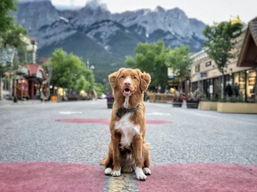BusinessAreasBC's tweet photo. .@downtowncanmore’s main street has been closed to cars, but left wide open for its two-legged and four-legged friends to enjoy! Have a paw-some weekend! 🐾 

#lovecanmore #postpandemiccities #biabc (📷: IG @thatjenk) https://t.co/v6XaJotrIa