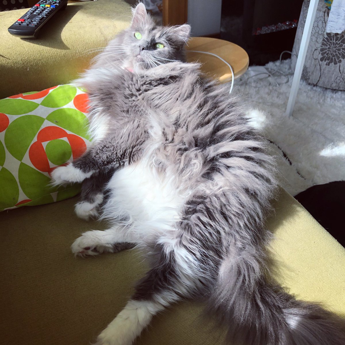 purrsandbeansnz's tweet photo. When you regret not getting a haircut sooner and now you canβt coz of lockdown πΉ #Hayley #lockdownfeels #level3life #stayhomenz #stayhomesavelives #fostercat #floofycat #rescuecat #franklincatrescue #caturday #baristacats https://t.co/8SrtZ93gJf