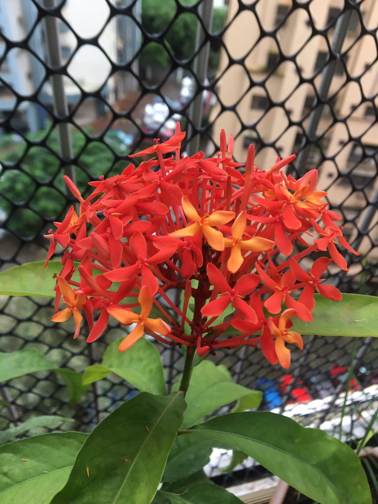 dpontweet's tweet photo. Full grown Bliss #Garden #gardening https://t.co/38AZ7BdX6E