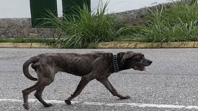 zulbeamarts's tweet photo. Gracias a Dios y a San Fco de Asis ya THOR se encuentra con su familia humana.  A los que le hicieron ese daño espero que el Karma se encargue de ellos. Tanta maldad no puede quedar impune.🐶🙏👍👇👇👇 Recupèrate peludito. https://t.co/flNFZzwuNh