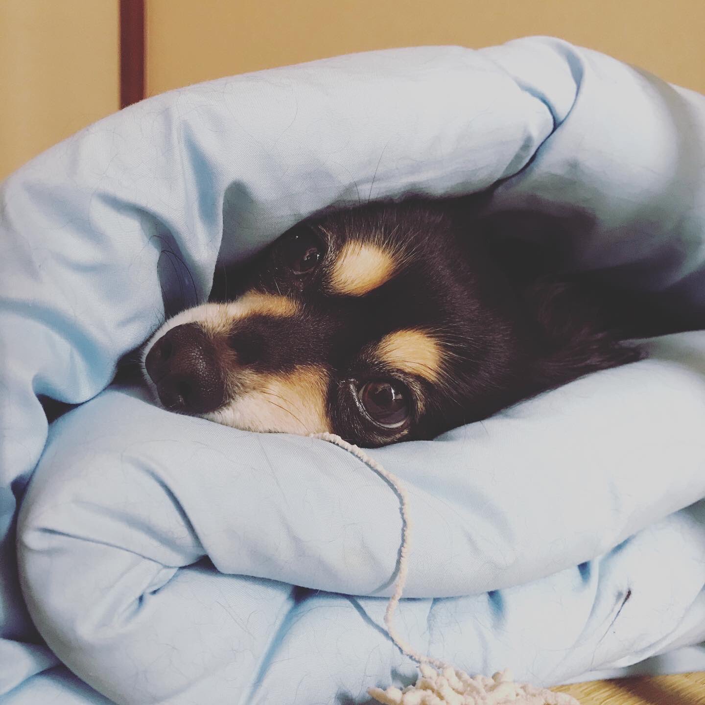 かまって犬 Twitter Search Twitter