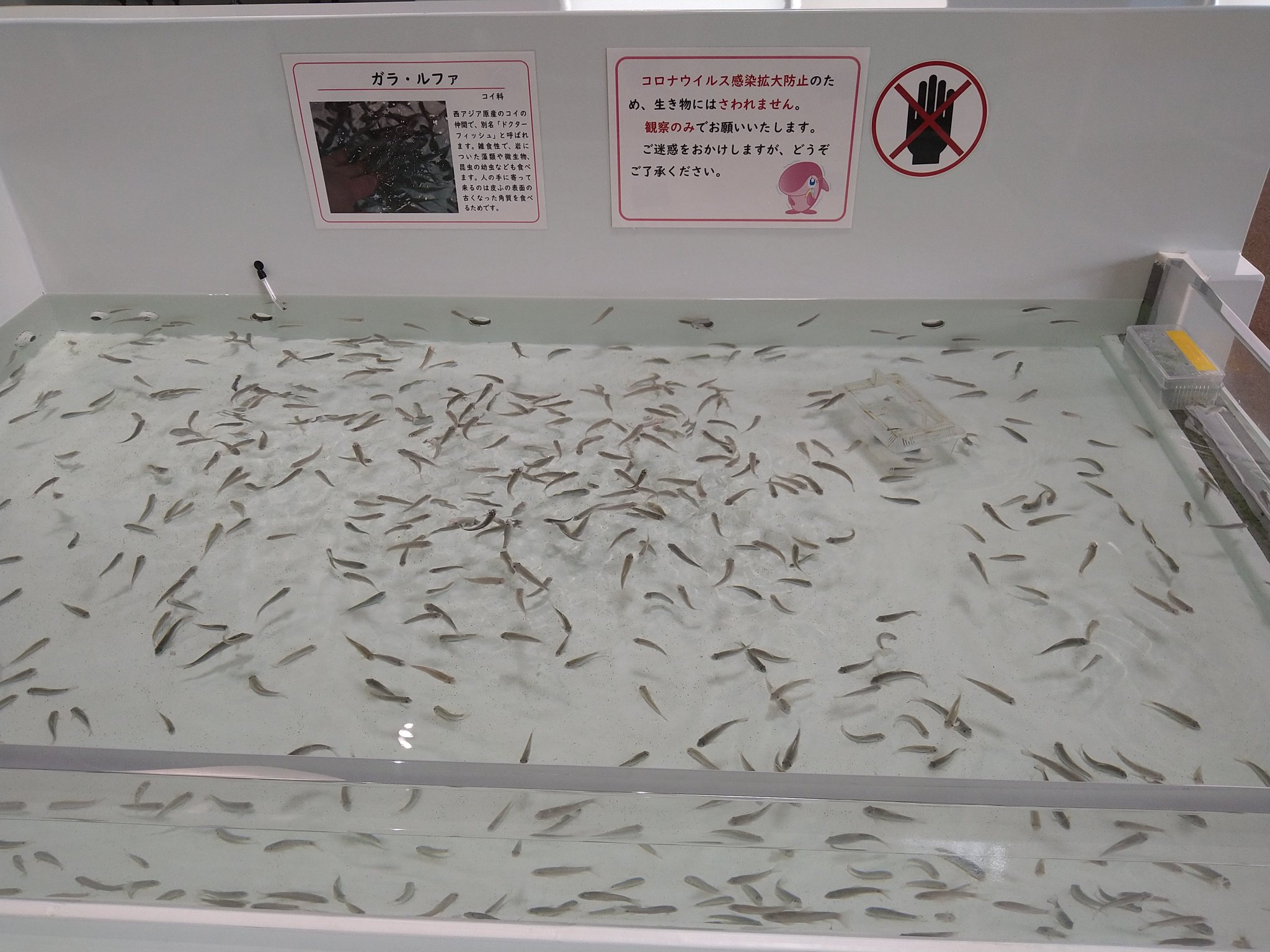Gaston 今日の大洗 アクアワールド茨城県大洗水族館のドクターフィッシュは コロナの影響で 見学のみとなりました Gaston 今日の大洗 アクアワールド茨城県大洗水族館のドクターフィッシュは コロナの影響で 見学のみとなりました