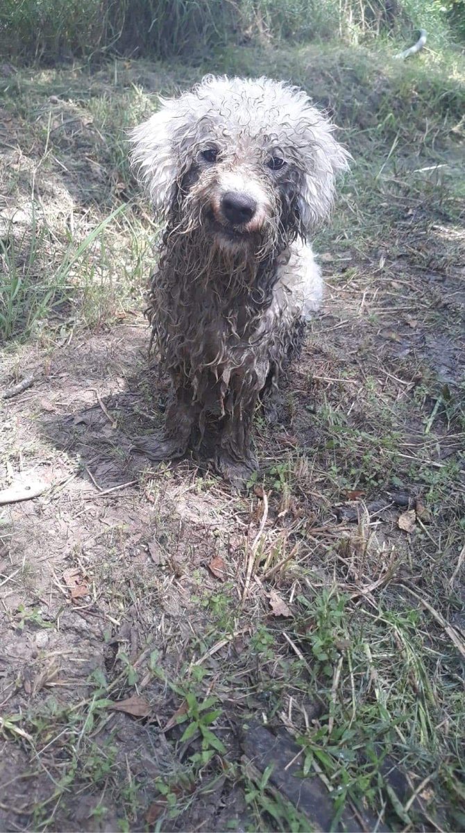 brendaa_jay's tweet photo. This is what happens when milo’s under my dads care 🥴😂 https://t.co/U0JlTU6fjz