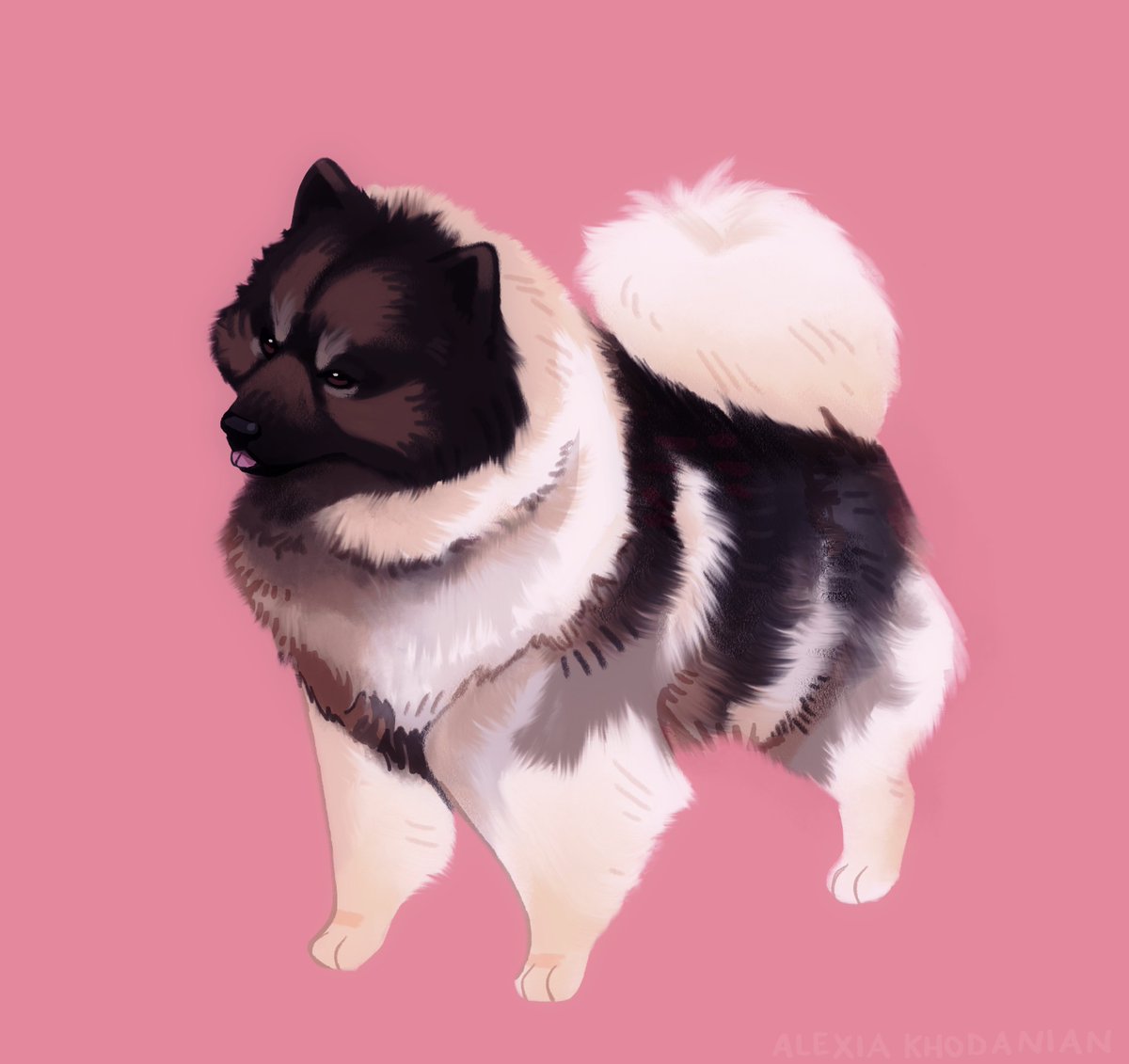  #doggust day 21: Keeshond! Hey big fluffy guy.