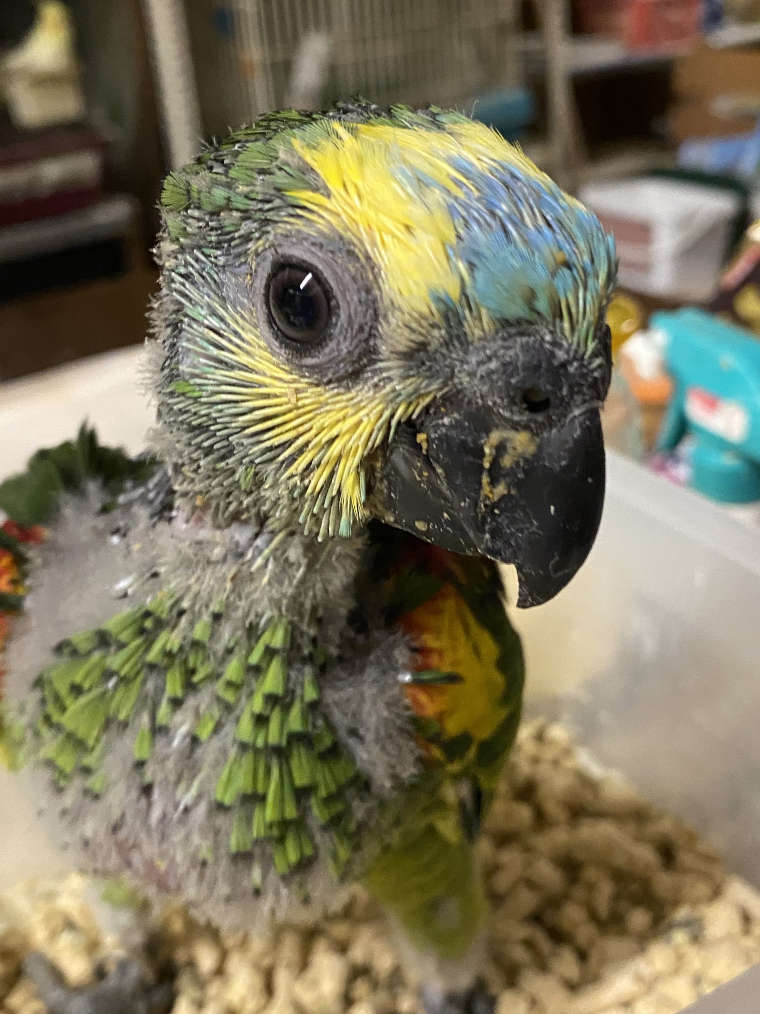 たまご Hand Feeding Twitter