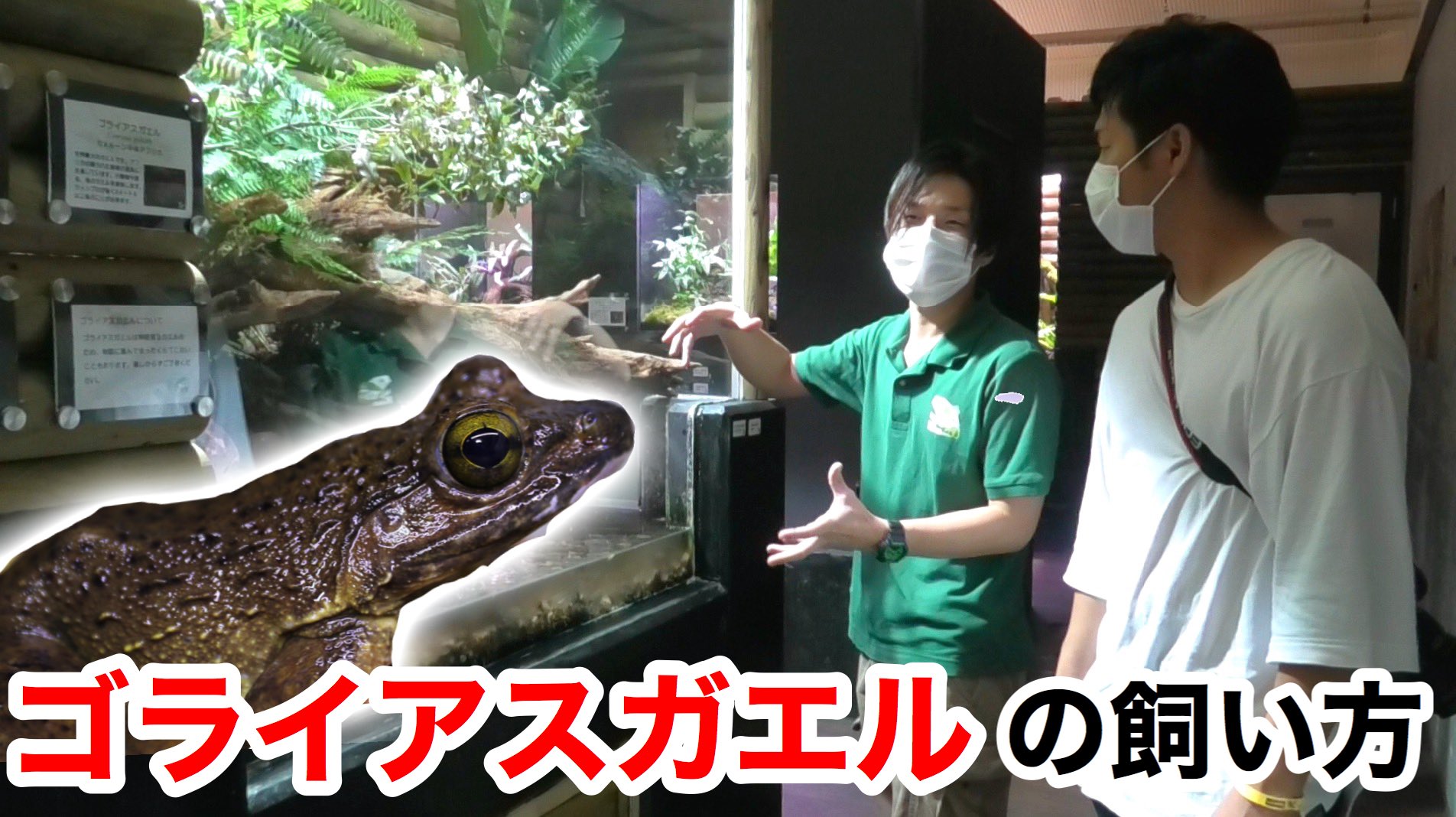カエルlab.様 Amazon.co.jp: ERINGOGO カエル フィギュア 解体パズル カエル