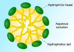 Micelles are a cluster of surfactants and surfactants are compounds that help reduce surface tension. They consist of a hydrophilic head (LOVES WATER) and hydrophobic (HATES WATER) tail like this!