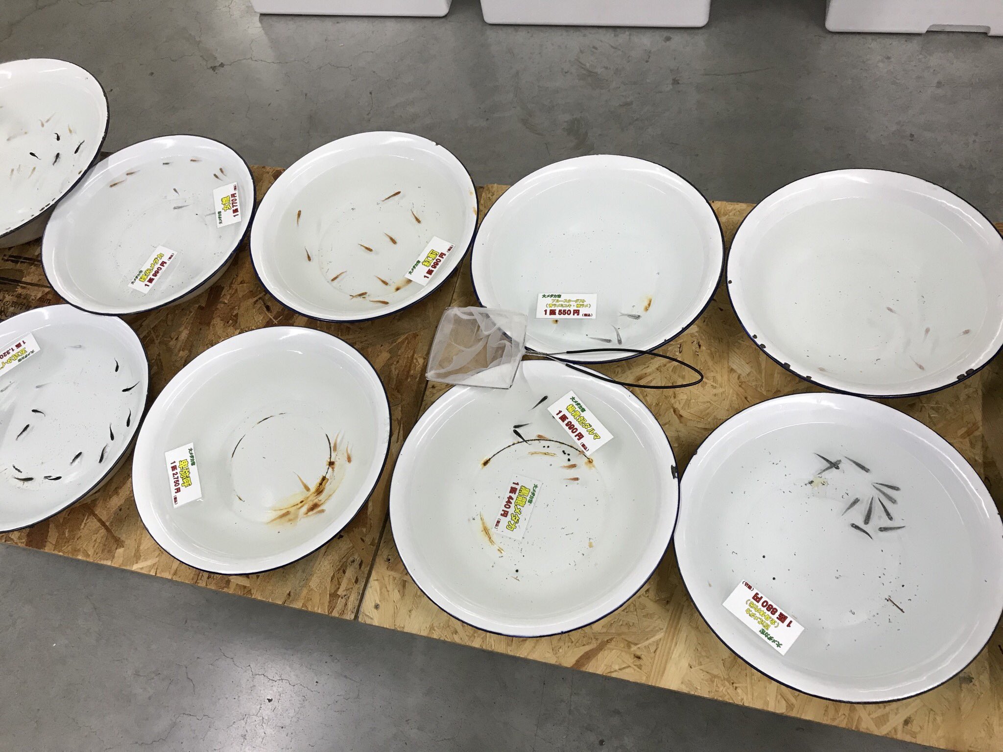 Youhei Kidachi Jpc 本日ペット家族稲城押立店にてメダカ市開催中 メダカくじとメダカすくいもやってます ペット家族 くろがねや ジャパンペットコミュニケーションズ Youhei Kidachi Jpc 本日ペット家族稲城押立店にてメダカ市開催中 メダカくじとメダカすくいもやってます ペット家族 くろがねや ジャパンペットコミュニケーションズ