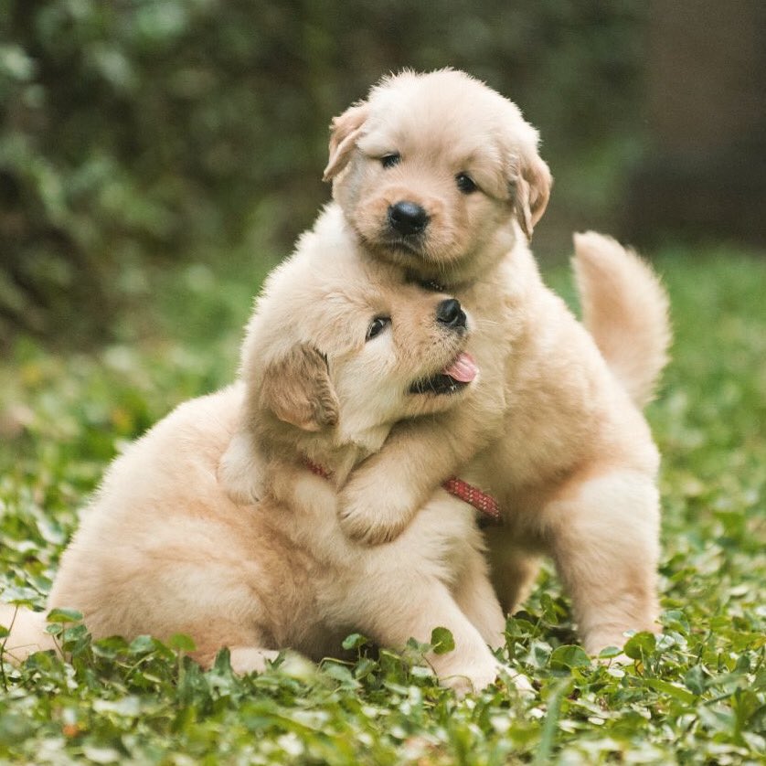 DogLoversForev2's tweet image. Friendship forever.. 🐶❤️🐶
.
.
.
.
#dogphotography #doglovers #runwithdogs #dogoftheday #dogsofinstagram #friends #friendship #friendsforever #saturdayvibes #dog #raredogs #pups #puppy #puppylove #puppy_tales #story #friendstime #play #hug #love #more #bond