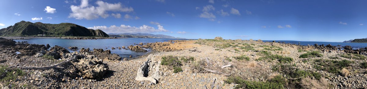 DrRawiri's tweet photo. #nzhellhole #covid19nz #Wellington #MoaPoint #NZHellHole https://t.co/7IMFN6SaMM