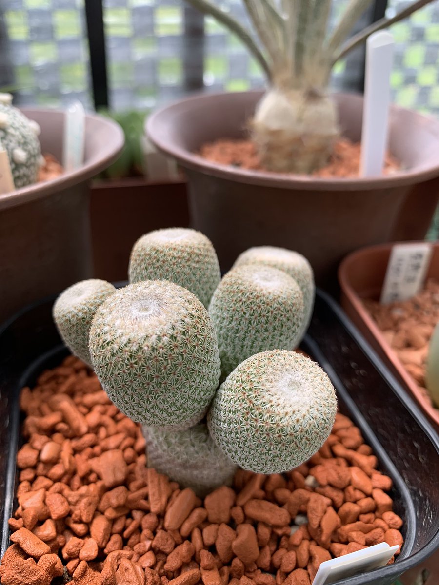 月下第7ゲート エピテランサ月世界 うちの数少ないサボテン勢の１人です 一番日当たりがいい位置に陣取っているので 今年の悪天候でもなんとか徒長は回避出来たかな もっと子吹きしてモジャると面白いのだけど サボテン