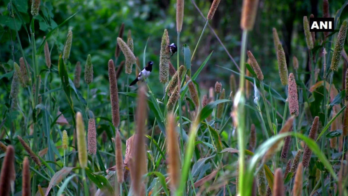 ANI's tweet photo. Tamil Nadu: Muthu Murugan, a farmer in Coimbatore grows pearl millets &amp; sorghum on his half-acre land to feed birds. 

He says, "I love the chirping of birds while they happily feast on the crops. We need to give something back to nature when we are taking soo much from it." https://t.co/pz1Mlx1bah