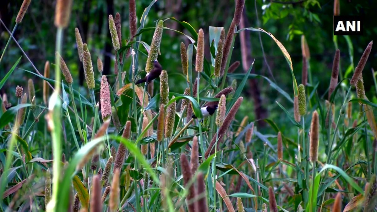 ANI's tweet photo. Tamil Nadu: Muthu Murugan, a farmer in Coimbatore grows pearl millets &amp; sorghum on his half-acre land to feed birds. 

He says, "I love the chirping of birds while they happily feast on the crops. We need to give something back to nature when we are taking soo much from it." https://t.co/pz1Mlx1bah