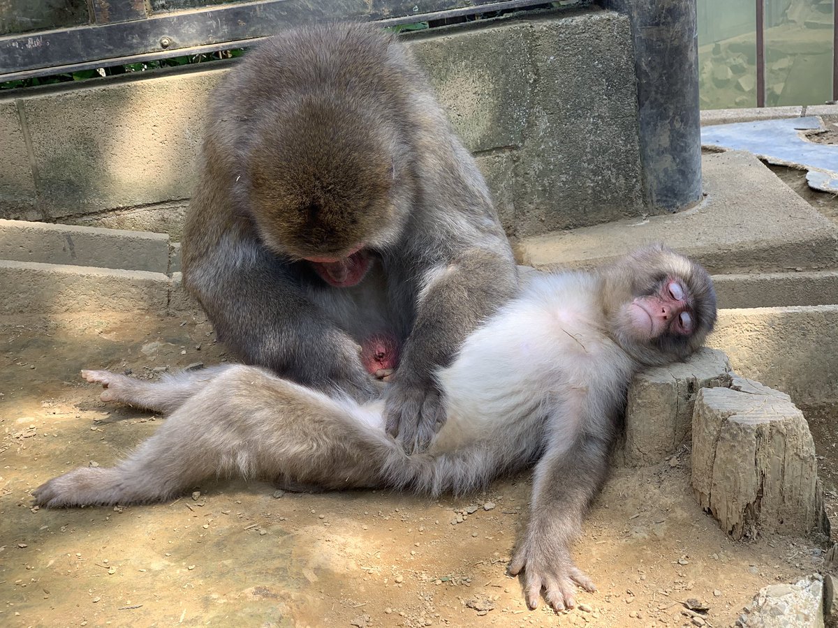 木陰は涼しいので…毛づくろいをしているおさるさんがたくさんいます