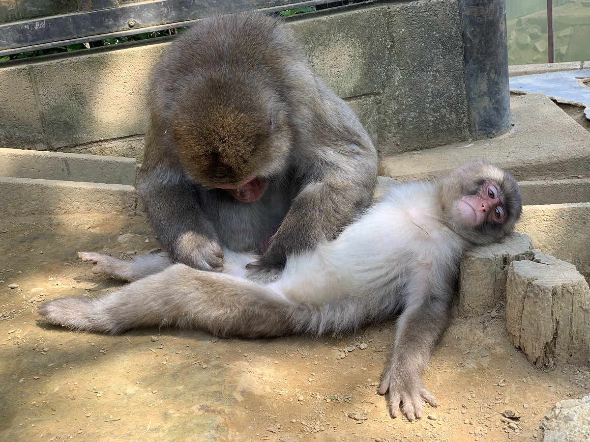 木陰は涼しいので…毛づくろいをしているおさるさんがたくさんいます