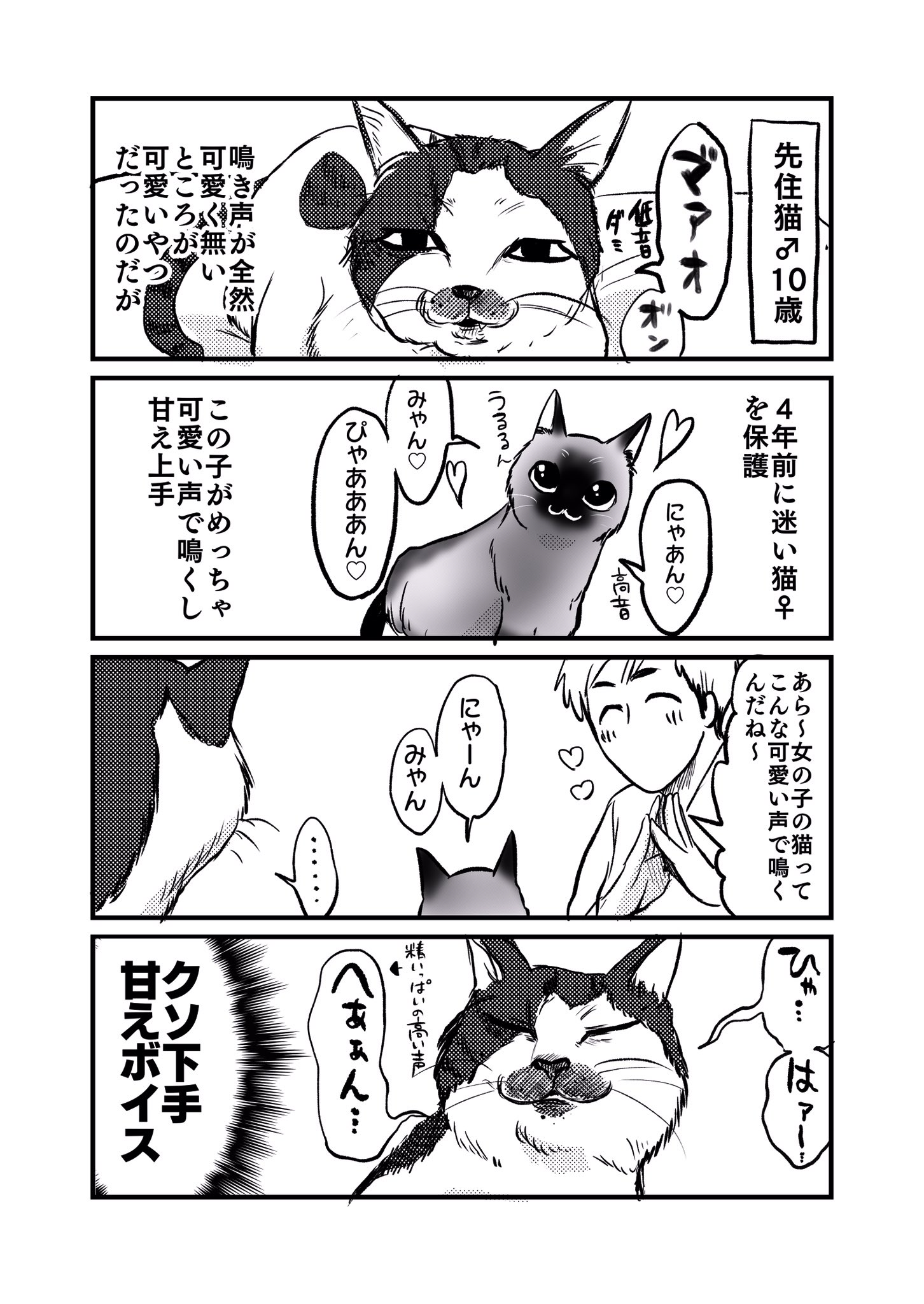島袋全優 腸鼻5巻9 9発売 人間で言うと60歳 実家の猫 島袋全優 腸鼻5巻9 9発売 人間で言うと60歳 実家の猫