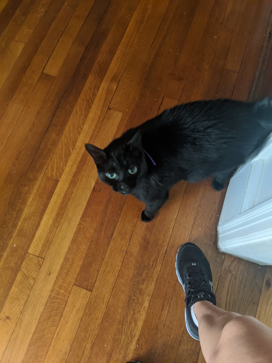 LlcAnimal's tweet photo. The view is better from up here.
Sorry Mr. Skittles. 🤓

#MakingPetsHappy 
#AnimalAdventures18 
#AnimalAdventuresCrew 
#WhenYouAreAwayWeWillPlay
#budgies #birds #cat #catsofinstagram https://t.co/rGas1TOhhX