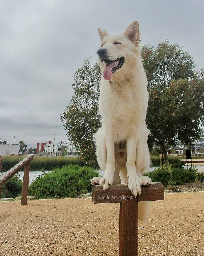 OttoTheWhiteGSD's tweet photo. I’am like a bird, I’ll only fly away.... 

.
.
.
#alsatian #whitealsatianpuppy #whitealsatian #whiteshepherd #whitegsd #saturdaymorning #whitegermanshepherd #doglife #dogtraining #dogagility #dogfun #lovemydog #gsdpuppy #gsdlove #cutegsd #cutewhitegsd #doglovers #ohmydog #do… https://t.co/VsM4lOyM2m