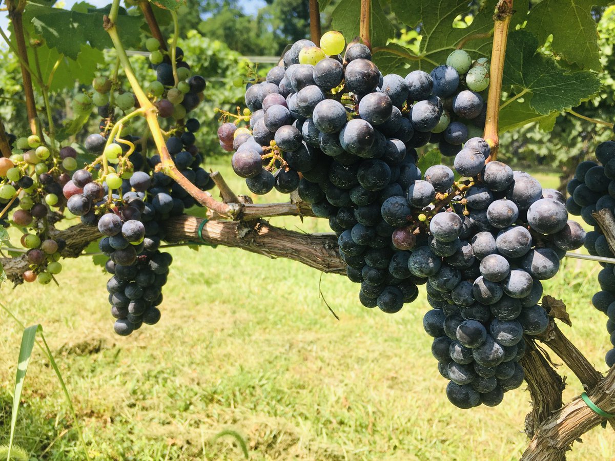 th_jefferson's tweet photo. Merlot in our Upper Vineyard nearly through with veraison (when the grapes turn from green to red).... https://t.co/ndzKZLBZd9
