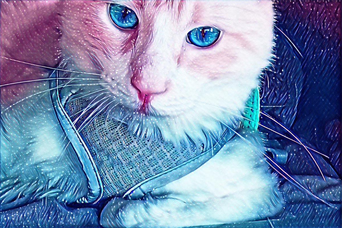 FalcorFD's tweet photo. Imma majestic boi ๐ฑ
#CatsOfTwitter #FalcorFD https://t.co/uhQfhELMhe