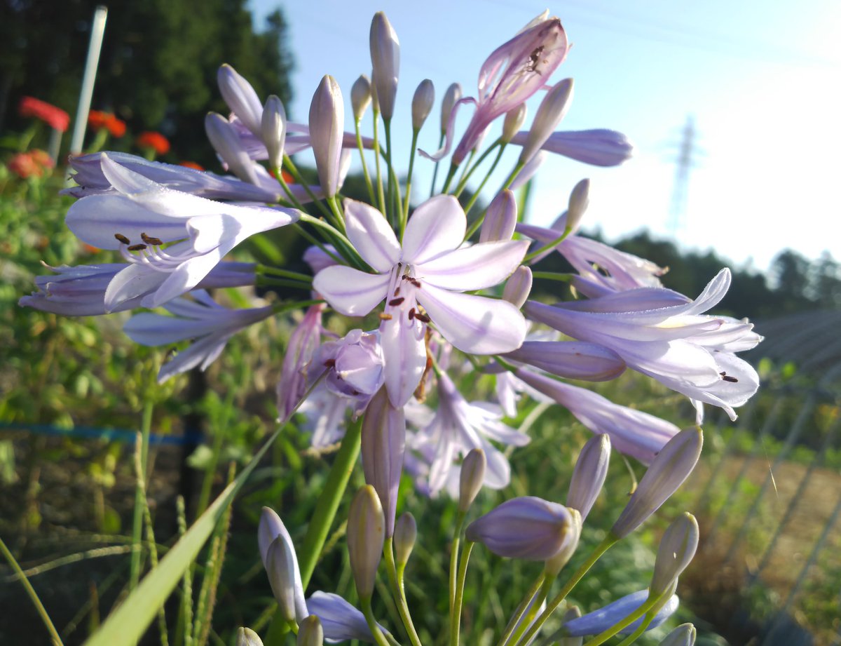 カモミール 今朝の庭から 花畑のお花たちを おはようございます 今日も１日無事に過ごせますように 過ごせていますように Tlを花でいっぱいにしよう