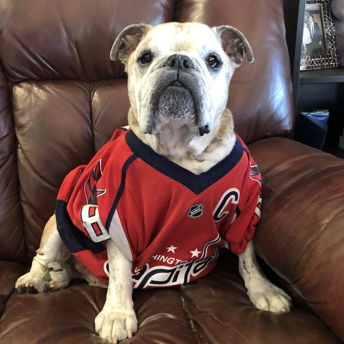 OvietheBulldog's tweet photo. IT’S HOCKEY O’CLOCK! #PLAYOFFSEDITION #LETSGOCAPS #CAPSisles #ALLCAPS #CAPSBULLDOG 10th season! No Saffy Bean right now as she’s embedded in the living room sofa and refusing extraction 😂😂😂🐾🐾 #CapitalsBulldog #StanleyCupPlayoffs #CAPSCANINES #CAPSPETS https://t.co/mvhN0Beqaf