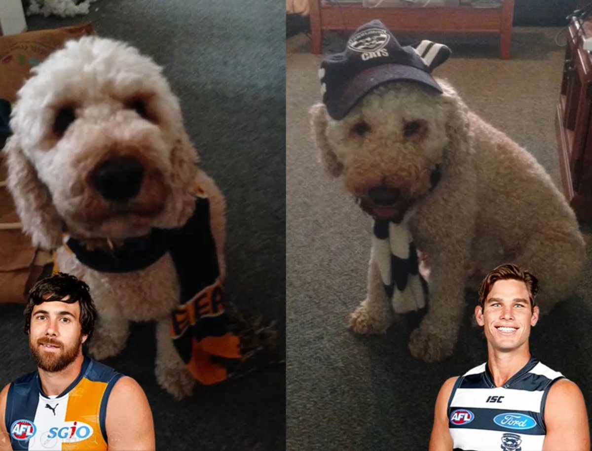 SirCooper2011's tweet photo. Mum just updated my microchip details and discovered that I'M VICTORIAN. From close to Geelong, actually. Dad is delighted as he has finally won the battle of whether I'm a @GeelongCats or @WestCoastEagles supporter at heart. https://t.co/ktLW7PQpsc