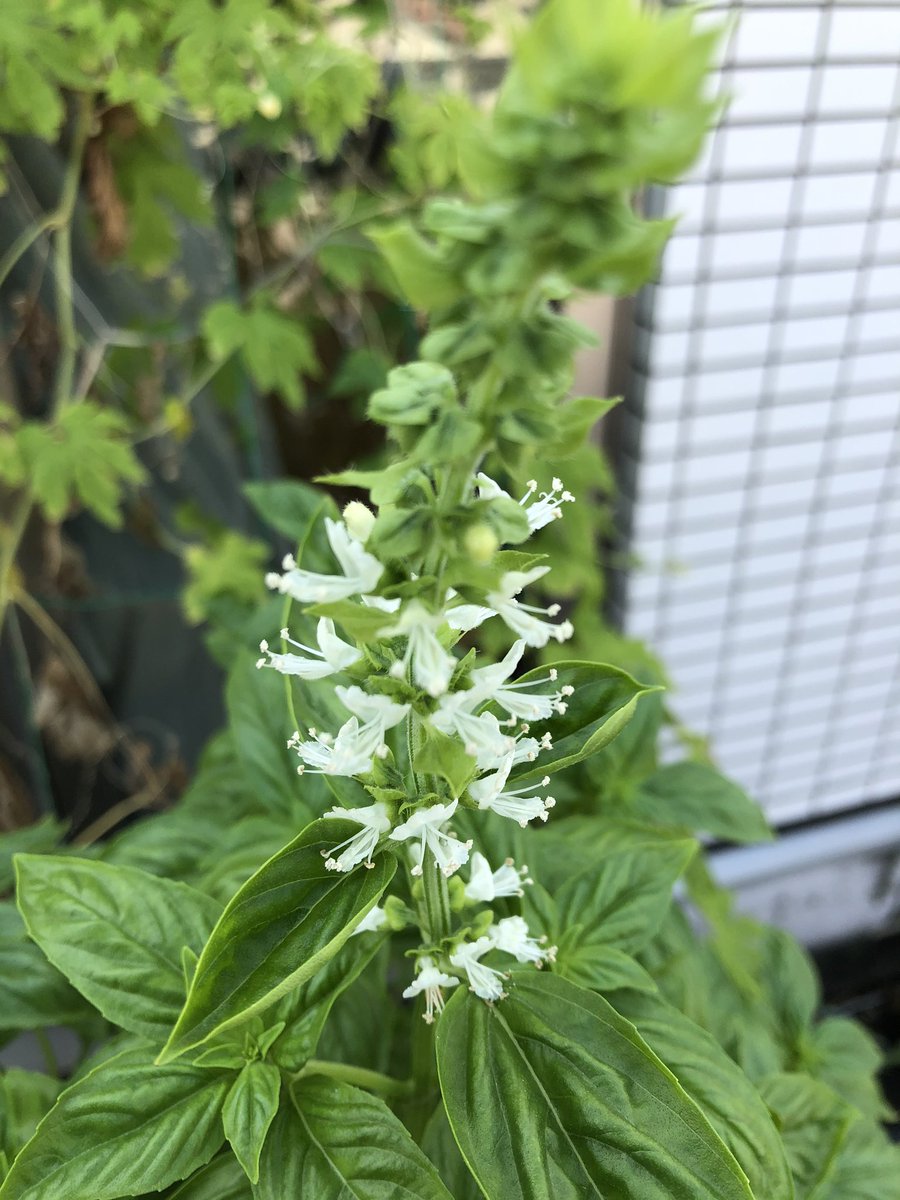 Kazui 黒猫のウィズ コンパニオンプランツとして植えたバジルの花がなかなか可憐 穂先はシソに似てるね