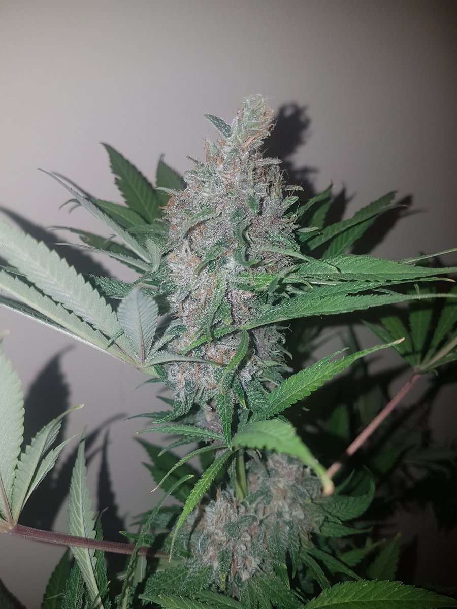 GoldBlondBeach's tweet photo. #LemonCherrySherbert
#bloomfinalfase #77dias
#testing for
@DispensaryESP
600W cmh lamp &
#Vanguard #dimeableballast ๐400w
#fed @GrotekNutrients @ProXL_Spain
๐ https://t.co/76dYoAZovc
@Mareaverdelibre
@prettypuffer_ @bongbhabie @CannabisQueen03 @CPTN_Rastafari @kayagirl24_7 https://t.co/qvVJvUiclV