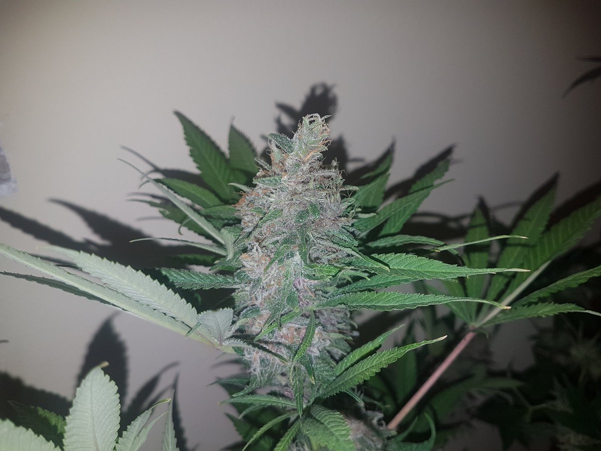 GoldBlondBeach's tweet photo. #LemonCherrySherbert
#bloomfinalfase #77dias
#testing for
@DispensaryESP
600W cmh lamp &
#Vanguard #dimeableballast ๐400w
#fed @GrotekNutrients @ProXL_Spain
๐ https://t.co/76dYoAZovc
@Mareaverdelibre
@prettypuffer_ @bongbhabie @CannabisQueen03 @CPTN_Rastafari @kayagirl24_7 https://t.co/qvVJvUiclV