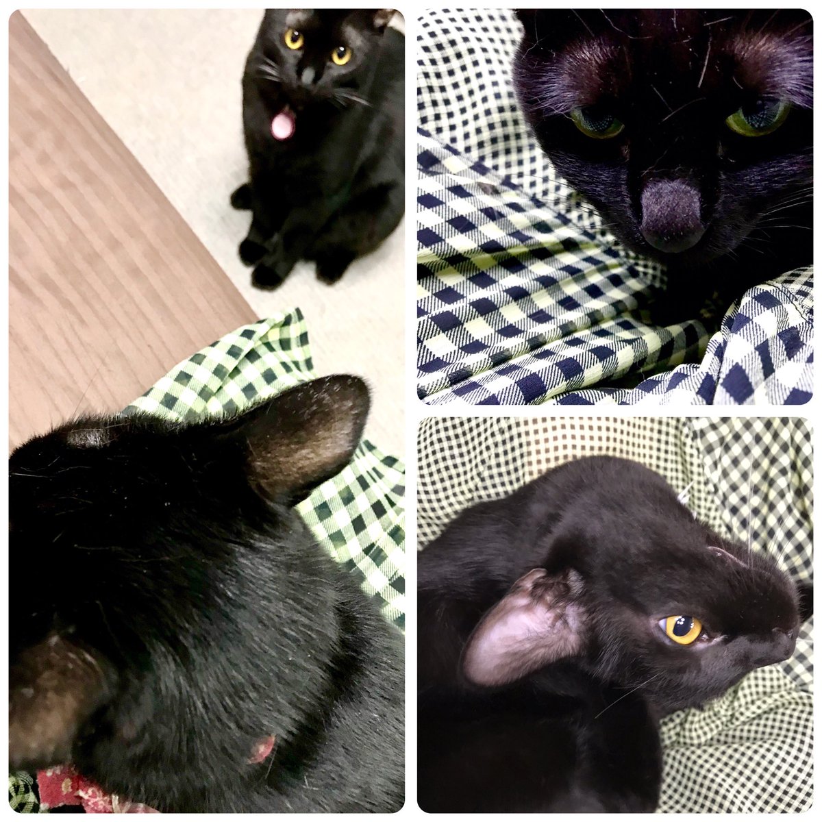 shibuyachisato's tweet photo. おかしゃんのお膝争奪戦始まったにゃ!先にくるみちゃんからねっ😊おかしゃんは今日怖い夢見たにゃ😱イントロ始まって歌うつもりがマイクが無いにゃ😱挙句に曲も違ったにゃ😨起きて夢で良かったって言ってたにゃ #夢で良かった #ねこ #澁谷知里 #catls https://t.co/DAifqM2e3F