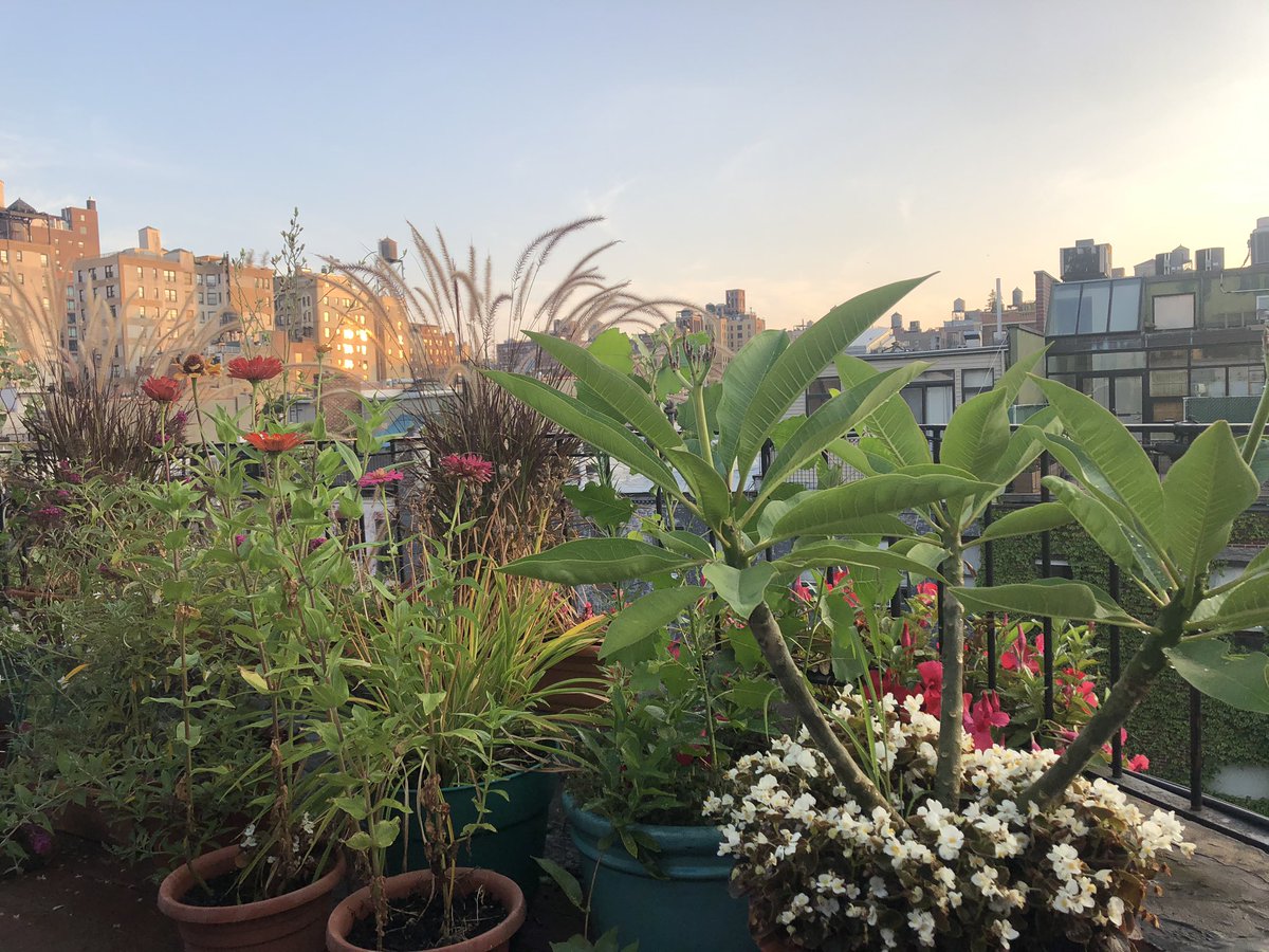 7/ Having this garden to enjoy in the mornings and evenings really helps to switch up the scene from “work” mode to “chill” mode. I’ve been deliberately trying to separate the spaces where I work vs. where I play.