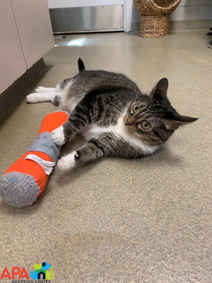 APAofMO's tweet photo. Interested in adopting a rude cat? This is Sugar, ain’t nothin sweet about her.

She promises hours of death stares and entertainment on her own terms.

Sugar has a great personality - if you’re into a passive aggressive room mate with a bit of cattitude. https://t.co/oNOig6EWO6